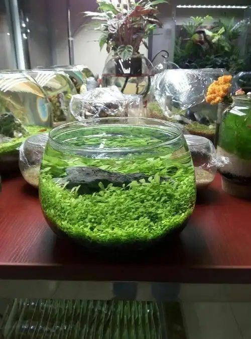 微景观玻璃花瓶鱼缸