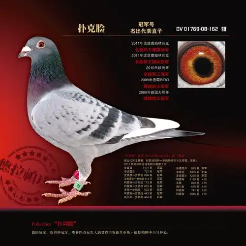 北京昆仑鸽业---德拉帕第一种雄"扑克脸"