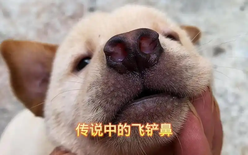 土猎犬,传说中的飞铲鼻,这一生注定不平凡