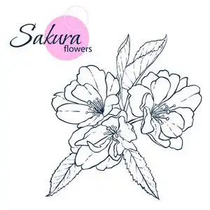 手画日本樱花花.线条艺术风格插图.成人和儿童着色书照片