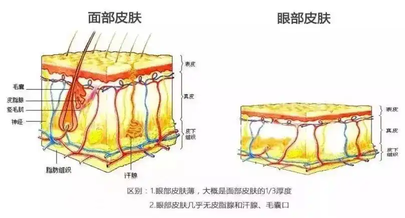 原因就在于,我们眼睛周围的皮肤,其实只有我们脸部皮肤1/3的厚度