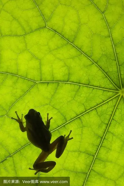 热带叶子背面的青蛙