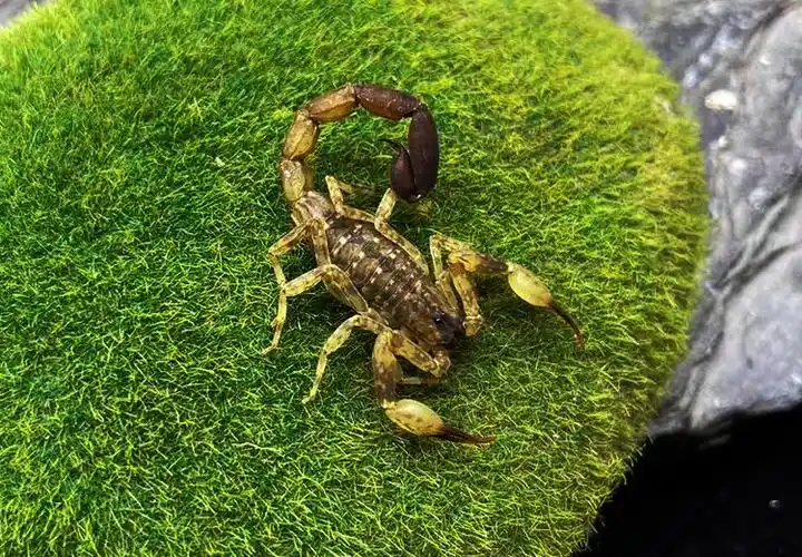 国产/进口:国产类别:蝎子货号:蝎商品产地:中国大陆商品毛重:100.