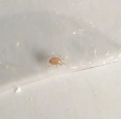 6如何消灭螨虫粉螨尘螨革螨