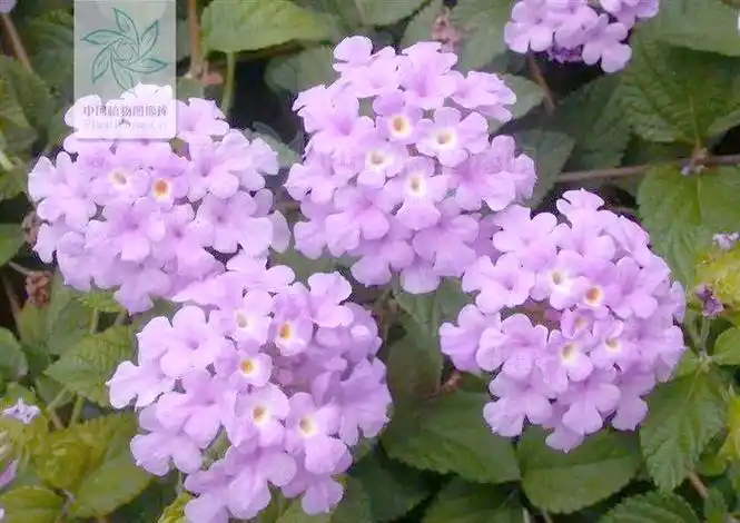 紫花马缨丹:一种适应性强的蔓性灌木