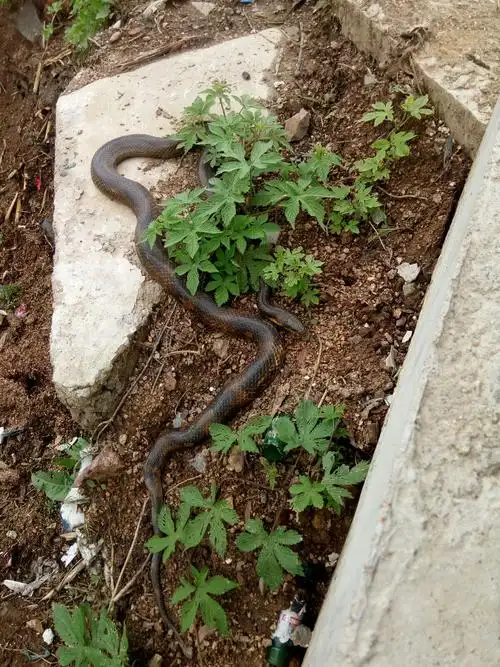 村里的黄花松蛇