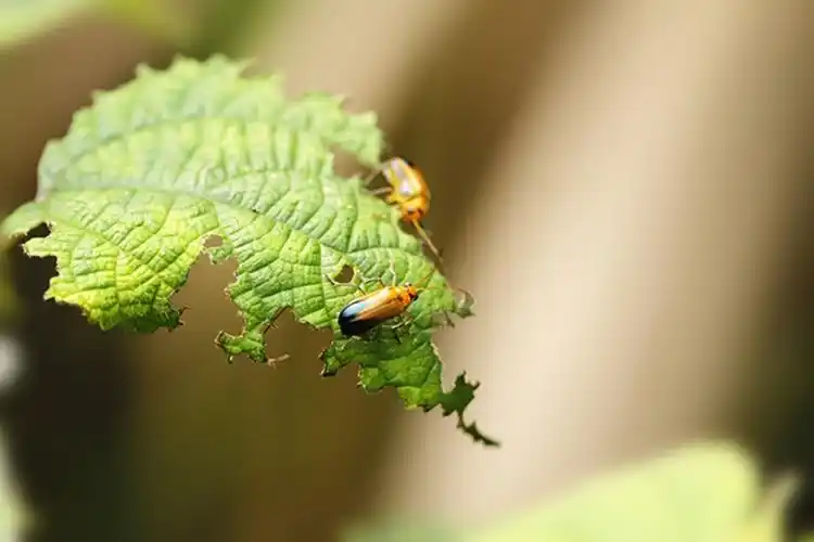 虫趣食叶小花虫