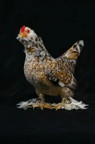 鸡鸡鸡不同,鸡种繁多的土耳其家禽秀