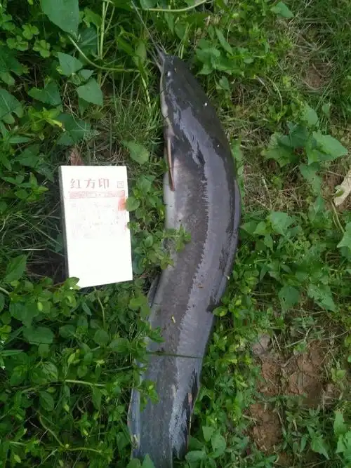 八个胡子的鲶鱼能吃吗?