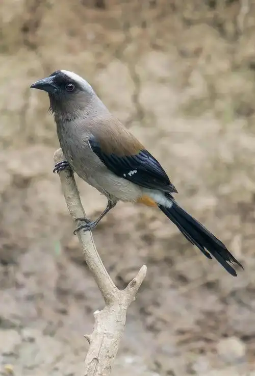 南师大鸦科鸟类大揭秘