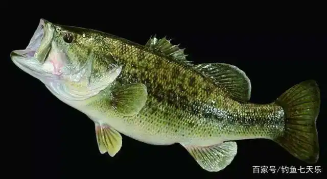 巴掌小的鲈鱼,钓友要将其"油炸"了!这是入侵物种大口黑鲈