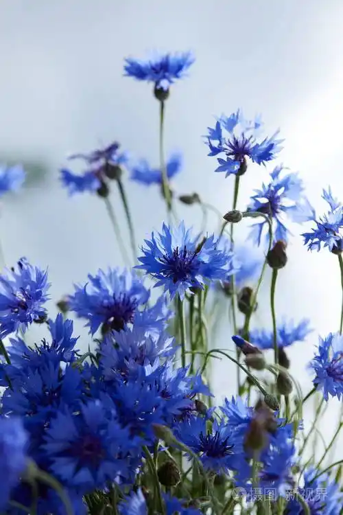 美丽的蓝色矢车菊