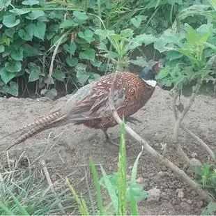 农家散养正宗有机鲜活七彩活体野鸡雉鸡土鸡月子滋补公鸡