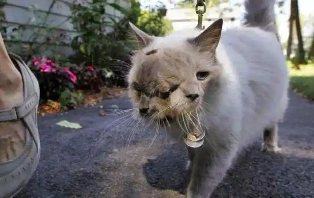 福岛核电站变异人日本福岛核辐射区唯一活人