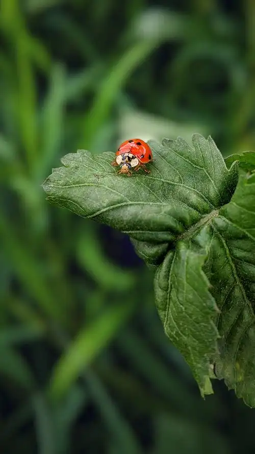 美美哒七星瓢虫