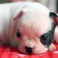 微信头像动物可爱狗【点击鼠标右键下载】