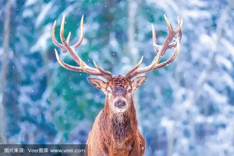 鹿角很大,前景上有雪,看着相机.自然栖息地.圣诞艺术背景.