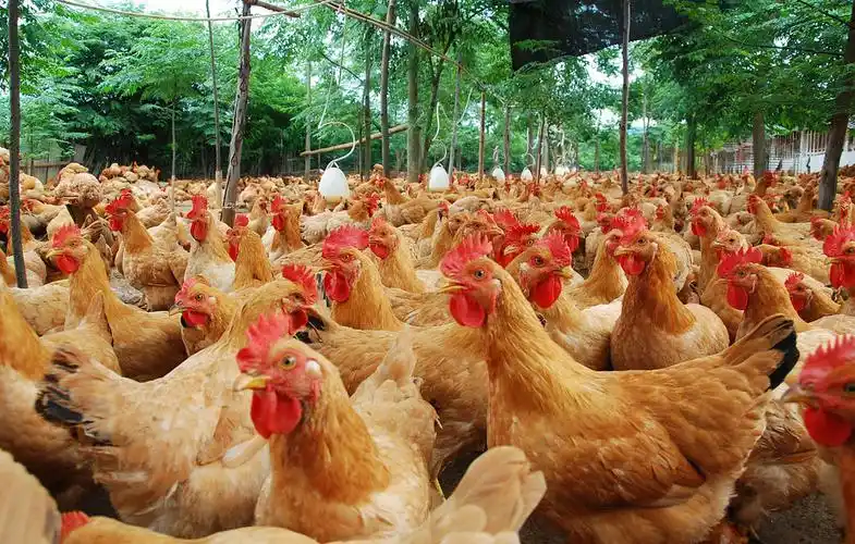 鸡粪饲料在生猪养殖中的使用方法