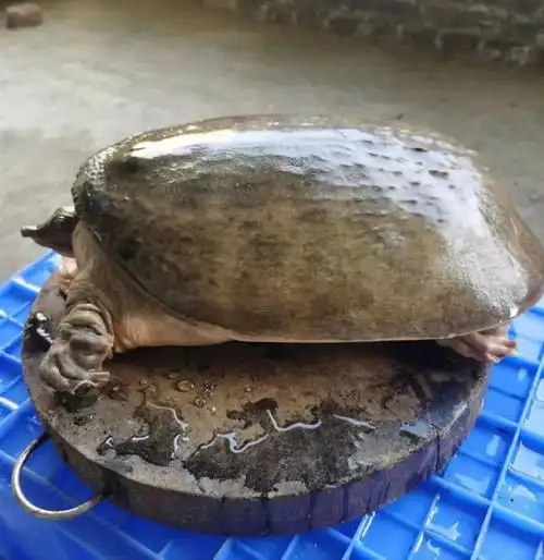 珍珠鳖大甲鱼外塘4-20斤山瑞食用滋补巨型大活体鲜活甲鱼食材 18斤