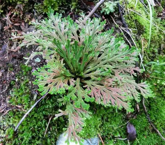 它是九死还魂草,儿时山中很常见,现在作为观赏盆栽,请注意珍惜