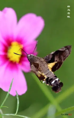 蜂鸟鹰蛾