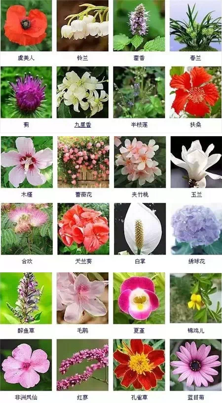 200多种花卉图谱太全了