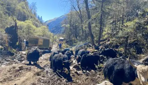 扶贫攻坚丨东方汽轮机助力壤塘打通牦牛现代化养殖"最后一公里"