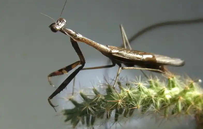 棕色小螳螂