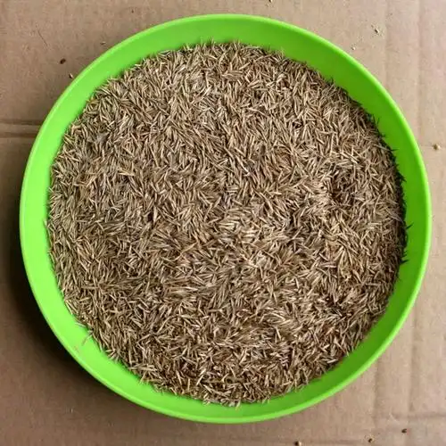 景逸种业销售草坪种子高羊茅种子紫羊茅种子价格批发剪股颖种子