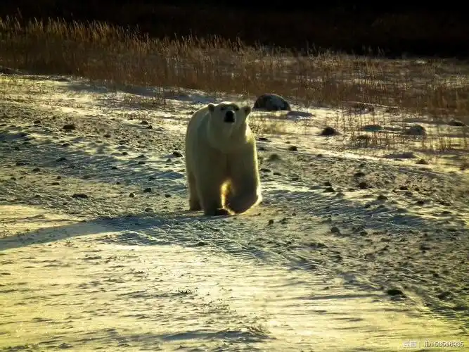 苏佛让的相册-我爱老熊