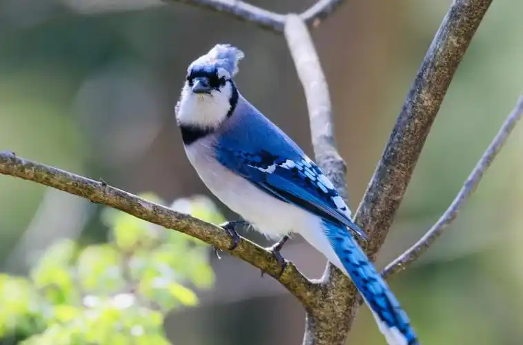 【套图】北美蓝鸟,blue jay.-蜂鸟网