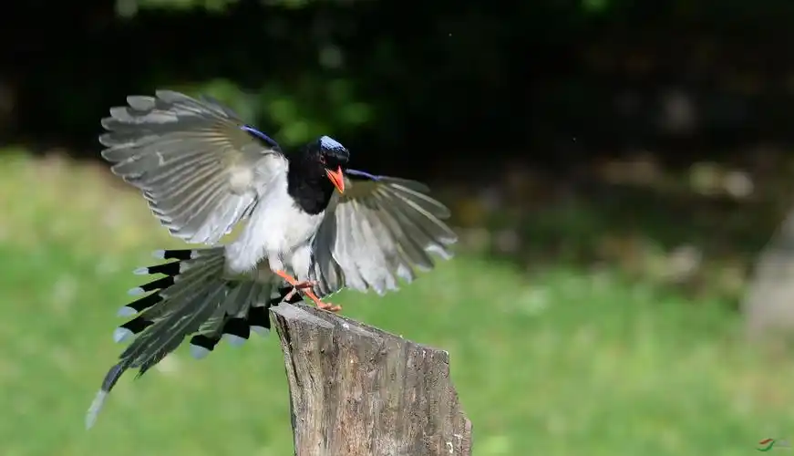 林鸟红嘴喜鹊发张片子真的不容易啊