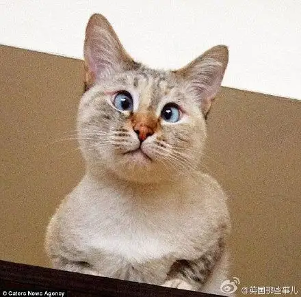 一只对眼儿的猫 看啥都是一副震惊脸