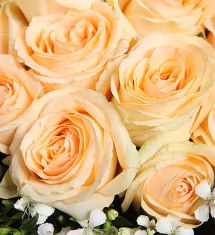 欢沁:香槟玫瑰16枝