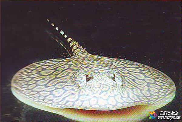 论坛 69 热带鱼专区 69 魟鱼专区 69 魟鱼品系—帝王魟系列