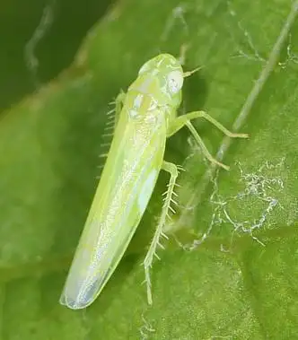 漳州市英格尔农业科技有限公司