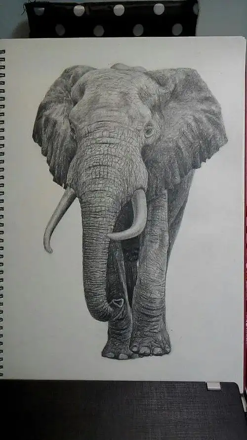 大象素描练习|纯艺术|绘画|娜花花_原创作品-站酷(zcool)