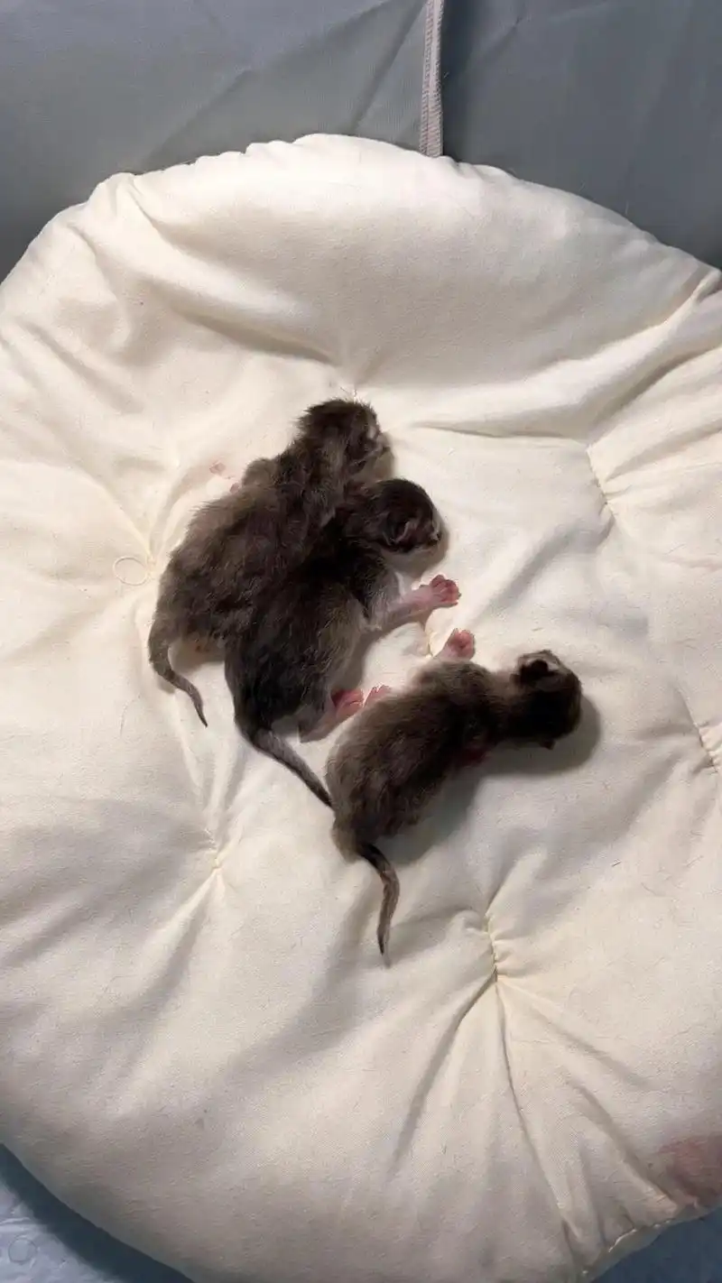 growing.11色金渐层小猫刚出生到1个半月的变化(第1 - 抖音