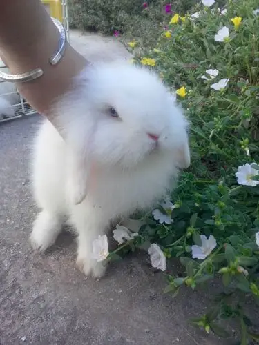 荷兰垂耳兔子,道奇兔,,自家生了7只,转卖哦,超级萌达.