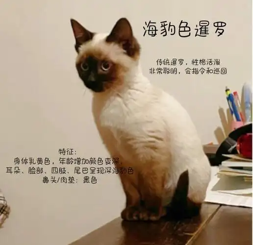 暹罗猫俗称"猫中之狗"爱他的人爱得深沉暹罗猫品种繁多有传统暹罗和
