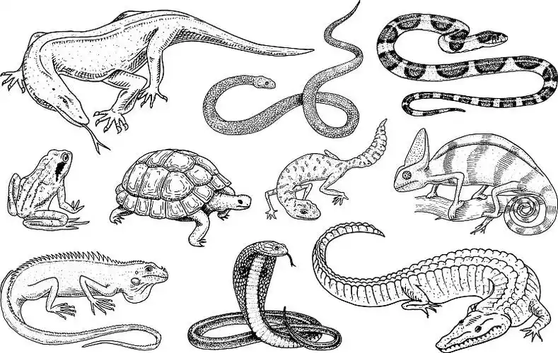 集爬行动物和两栖动物为一体的野生鳄鱼图片