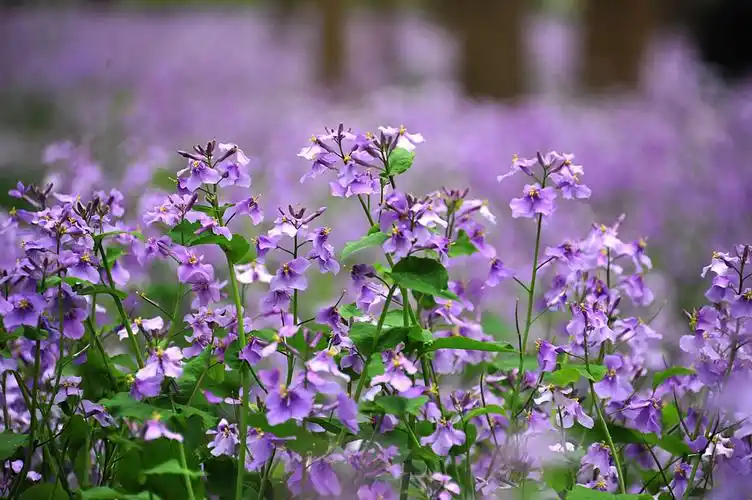 南京理工二月兰