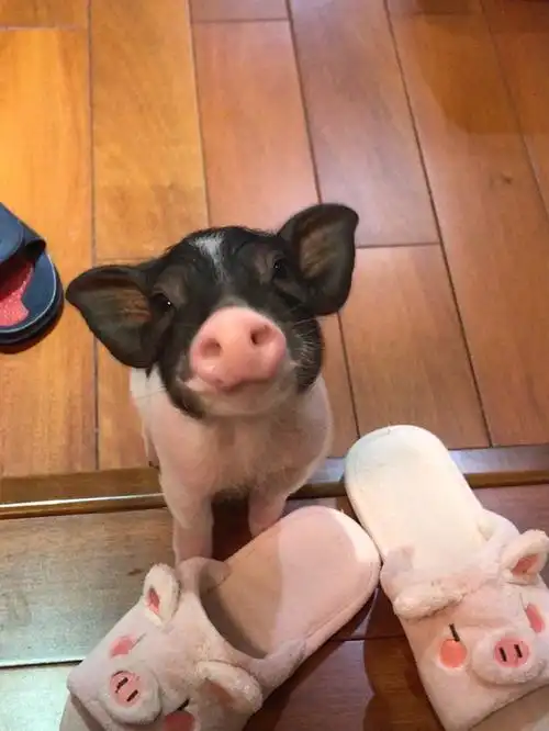 嘟嘟的丑照#养猪  #撸猪  #小香猪  #猪猪  #宠物猪