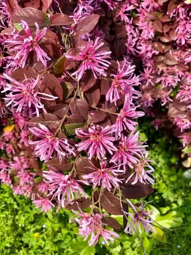 藏在校园里的红继木花