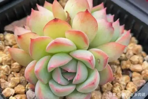 多肉荷花和慈禧理论上算同一品种,而实际又有区别,其原因在这里