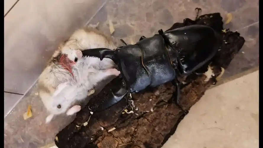 102mm巴拉望巨扁锹形虫杀害仓鼠