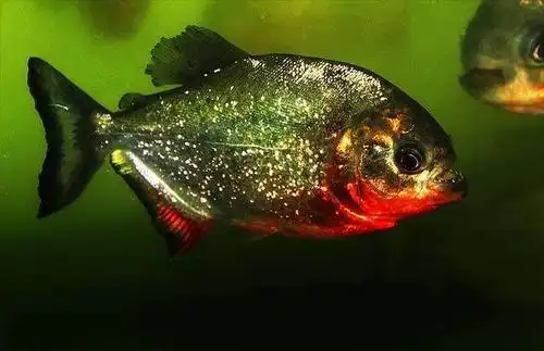 这是一种"会吃人"的鱼,其他动物避之不及,可依然有天敌的存在