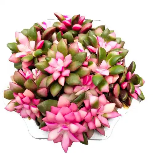 盆栽吹雪之松锦多植物阳台新手好养多肉组合多肉植物