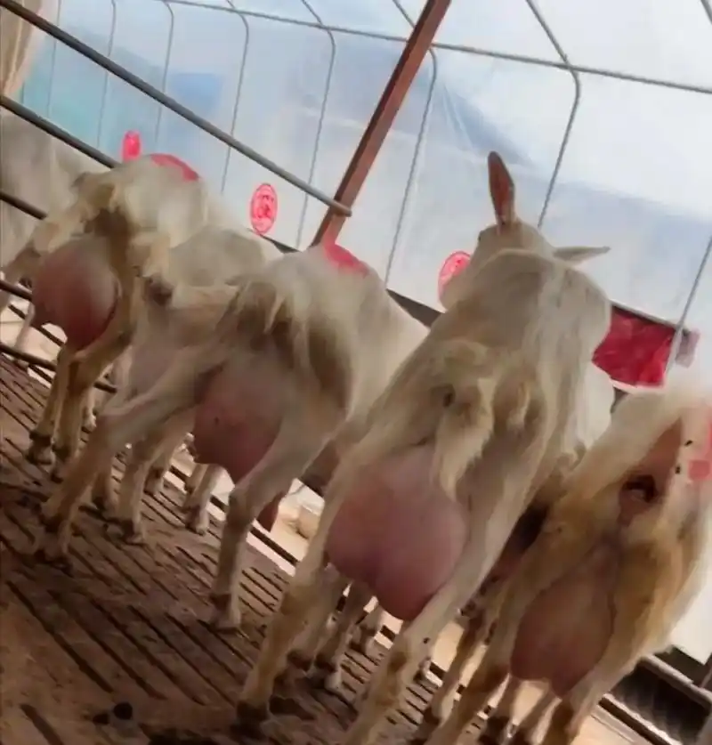 纯种萨能奶山羊#萨能奶山羊 #奶山羊羊羔 #怀孕母羊 #多胎 - 抖音