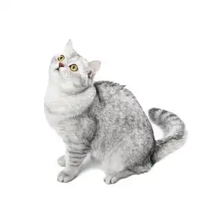 下巴短英国短毛猫灰色条纹下巴孤立在白色上.照片